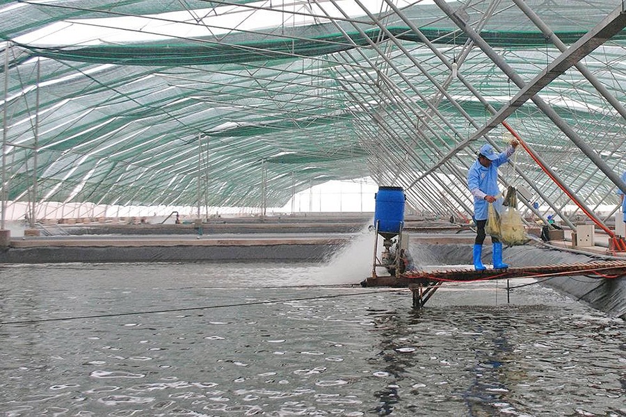 Đông Hải: Hơn 1.200ha nuôi tôm theo hình thức liên kết 4 nhà