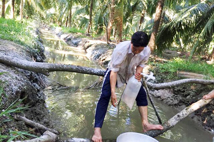 Làm giàu nhờ mô hình nuôi tôm càng xanh trong mương dừa