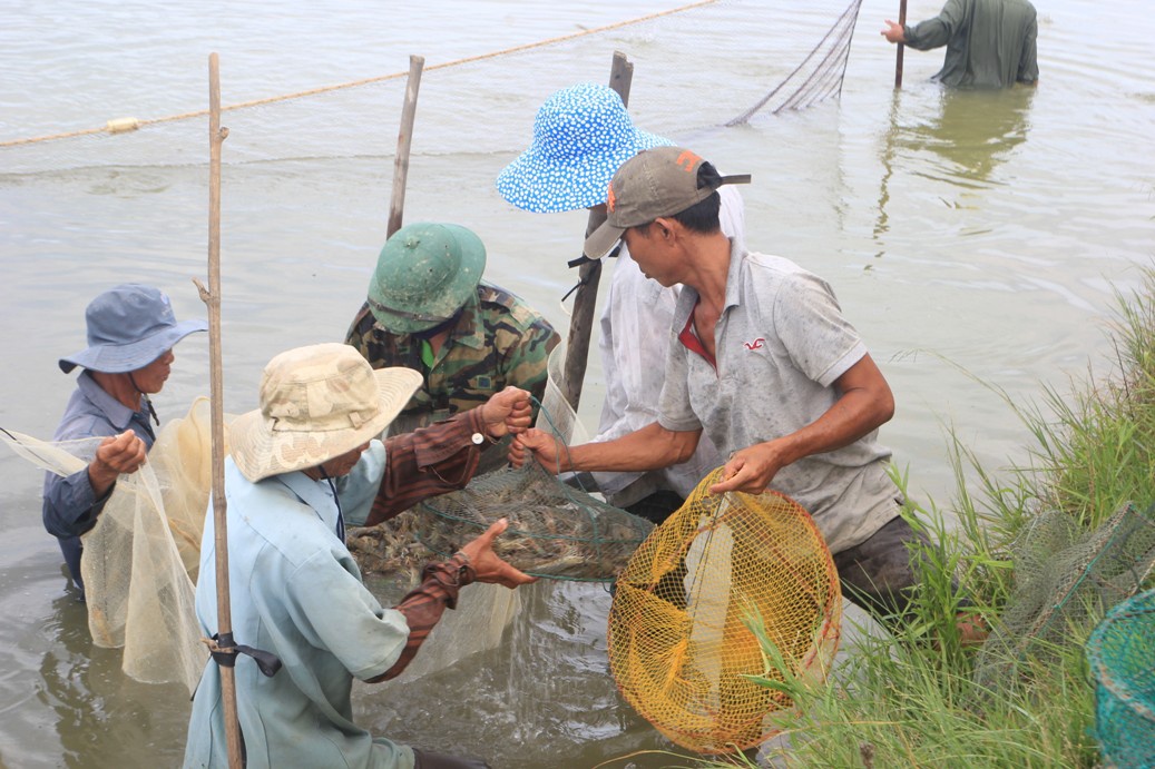 Một số giải pháp để nuôi tôm theo hướng bền vững tại tỉnh Quảng Trị