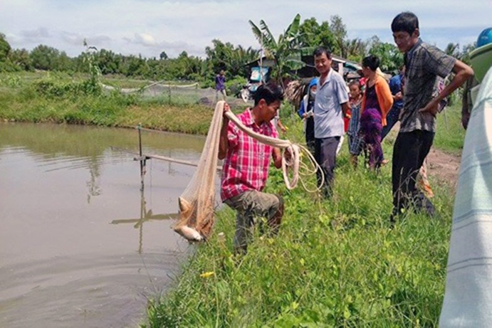 Vì sao nuôi ghép tôm sú với cá măng giúp tôm có tỉ lệ sống cao hơn
