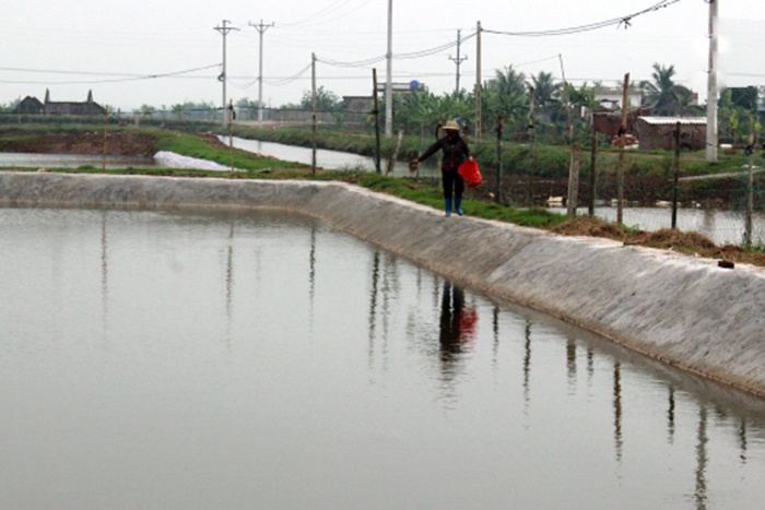 Đông Hải tập trung phòng trừ bệnh đốm trắng trên tôm