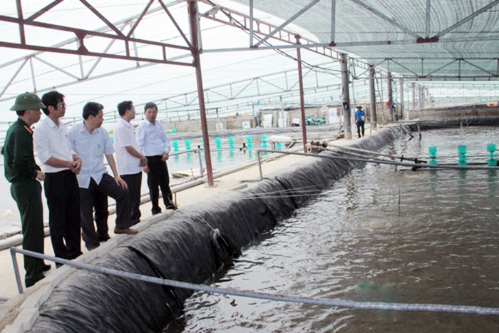 Hoằng Hà có 13,4 ha nuôi tôm thẻ chân trắng hiệu quả cao