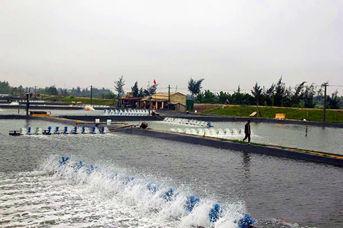 Hoằng Hóa: Nuôi thủy sản có thu nhập trung bình 173 triệu đồng/ha/năm
