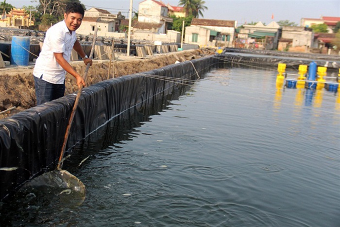 Theo đuổi tôm VietGAP