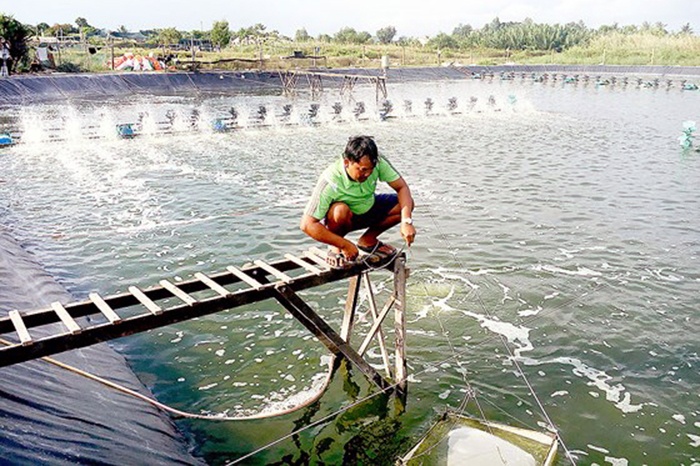 Tôm truy xuất nguồn gốc được nâng cao giá trị