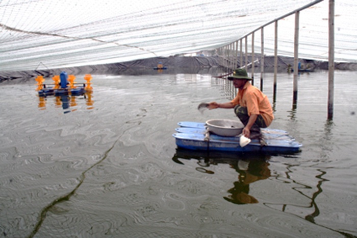 Làm giàu nhờ nuôi tôm trái vụ