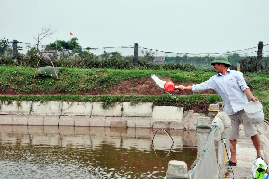 Chủ động phòng, chống bệnh đốm trắng cho tôm