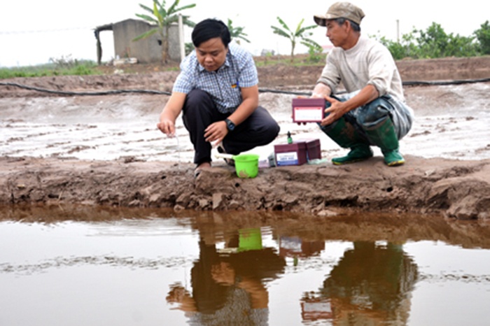 Chủ động quản lý môi trường và phòng bệnh cho tôm mùa nắng nóng