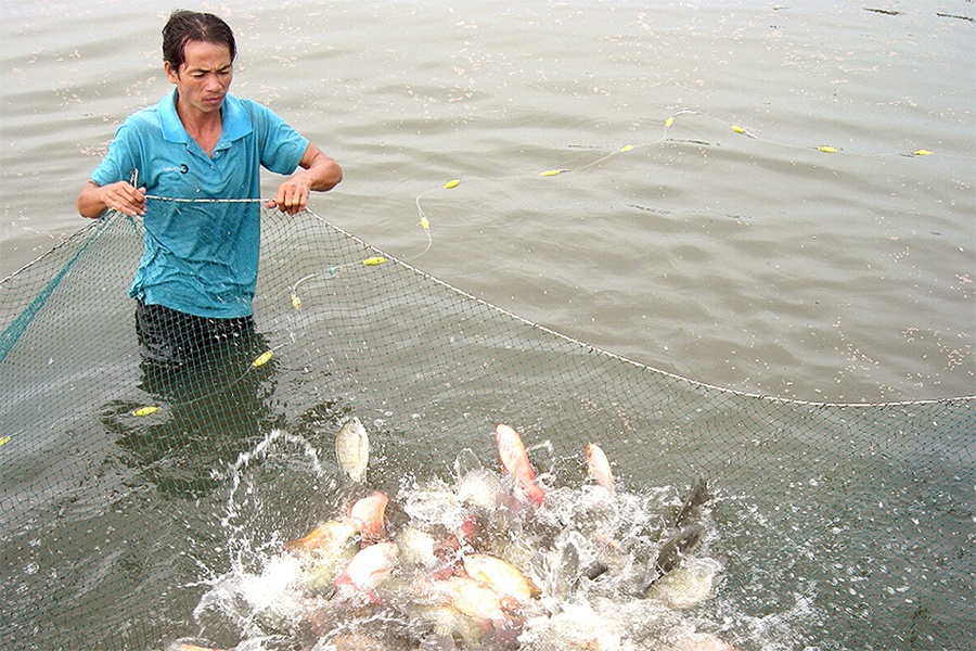 Thách thức khi giá thành nuôi thủy sản tăng