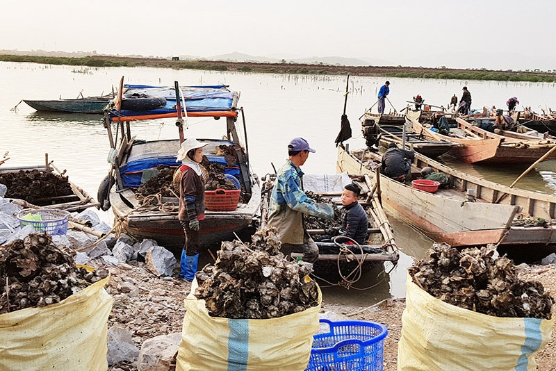 Quảng Yên: Mong muốn có quy hoạch vùng nuôi nhuyễn thể tập trung