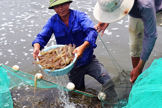 Giá tôm thẻ chân trắng tại Trà Vinh giảm mạnh
