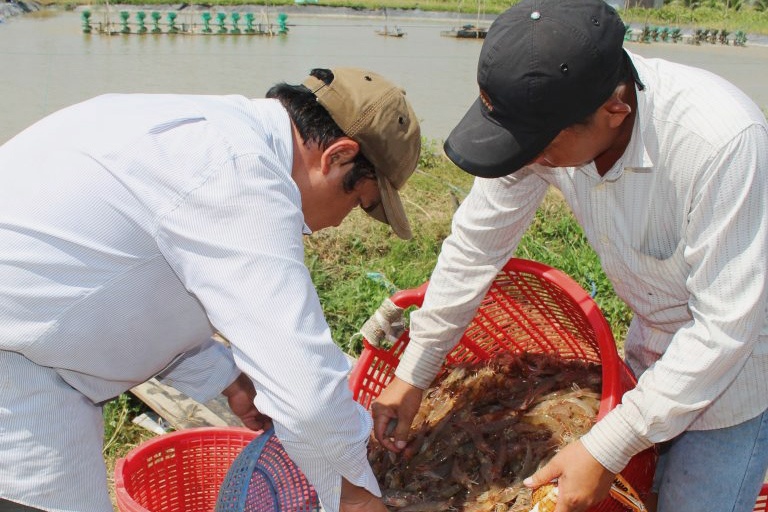 Giá tôm, thời tiết đều bất lợi cho nông dân