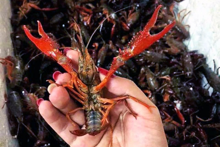 Tôm càng đỏ là loài có hại, bị cấm bán ở Việt Nam