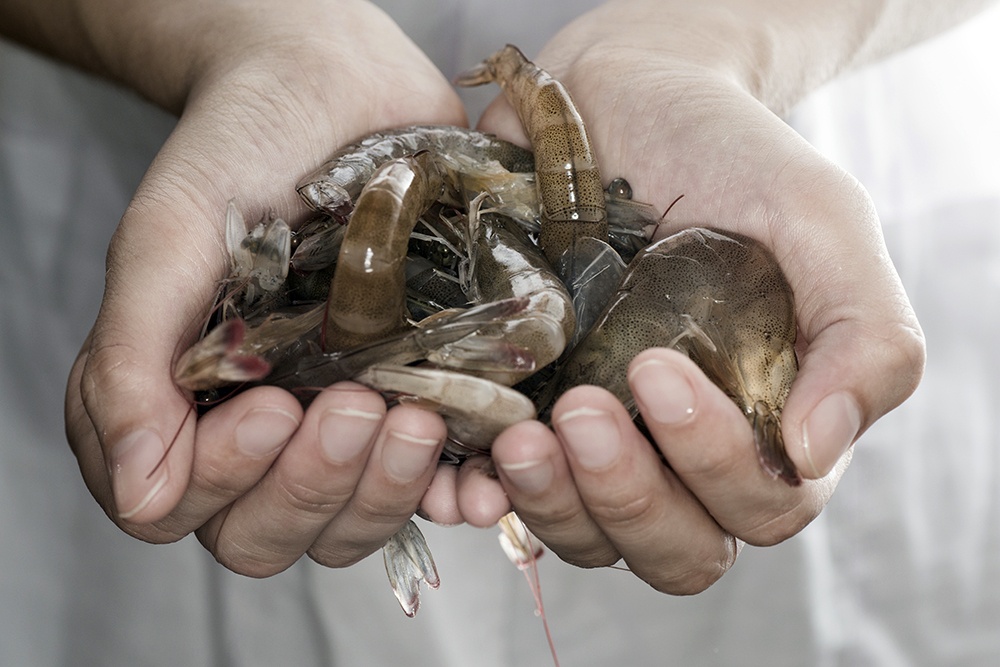 Sâm đại hành - thảo dược quý trong nuôi tôm thẻ