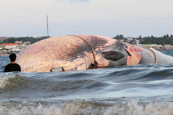 Xác cá voi nặng 15 tấn trôi dạt trên biển Bình Thuận