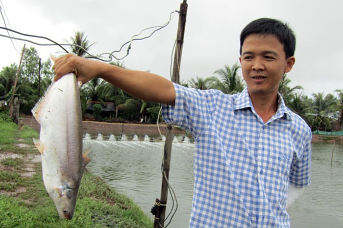 Đổi đời nhờ nuôi loài cá bông lau