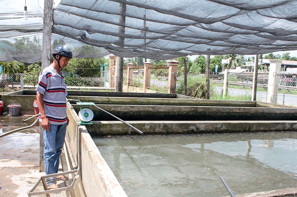 Cần Thơ: Nhiều loại cá giống tăng giá