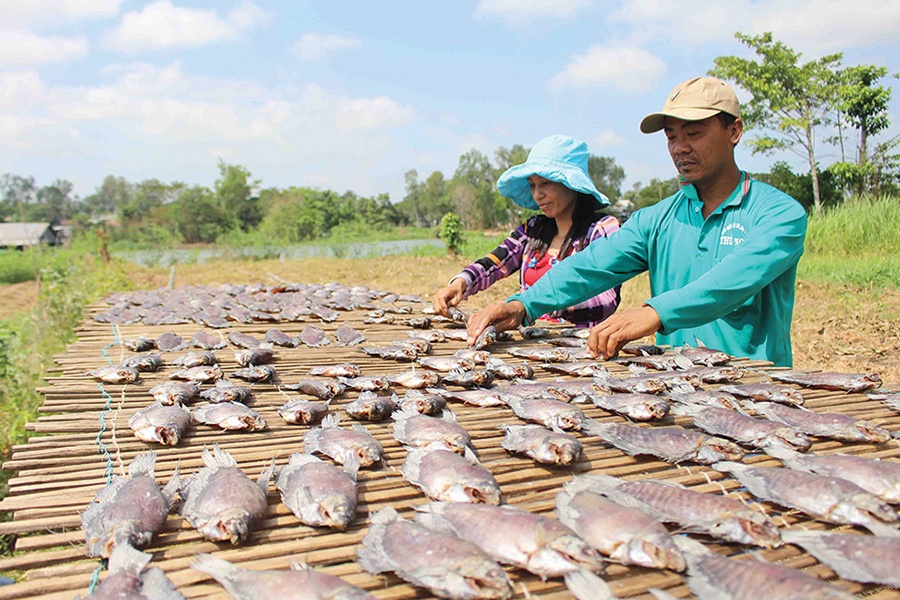 Sản xuất cầm chừng chờ giá cá nguyên liệu hạ