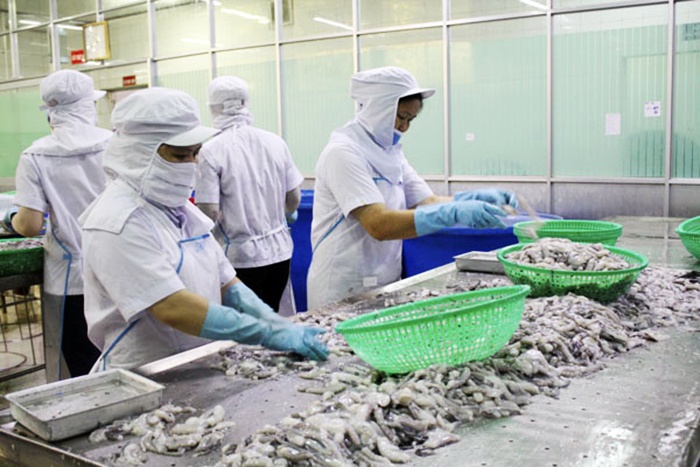 Xuất khẩu tôm sang EU, tận dụng lợi thế khi EVFTA có hiệu lực