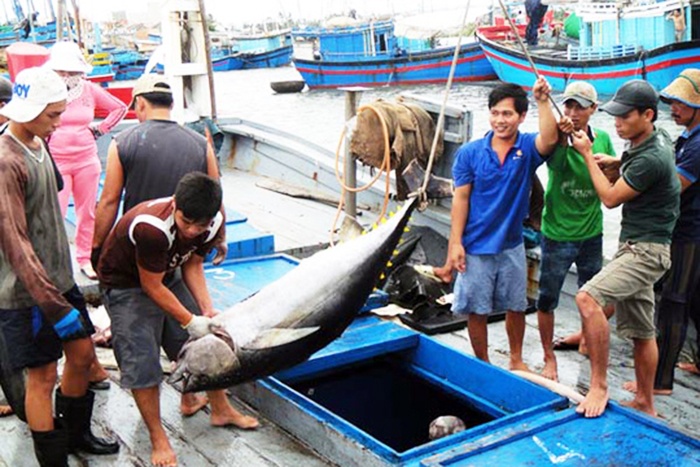 Cá ngừ Việt 37 triệu, cá ngừ Nhật 70 tỷ, không nỗ lực mất thị trường