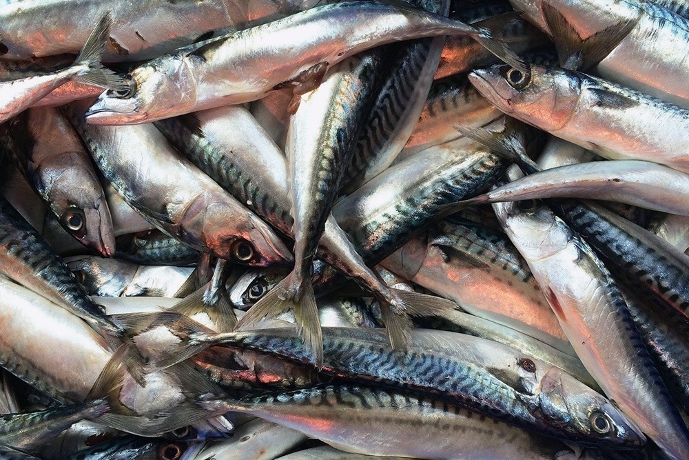 Thái Lan cấm đánh bắt hải sản tại Vịnh Thái Lan