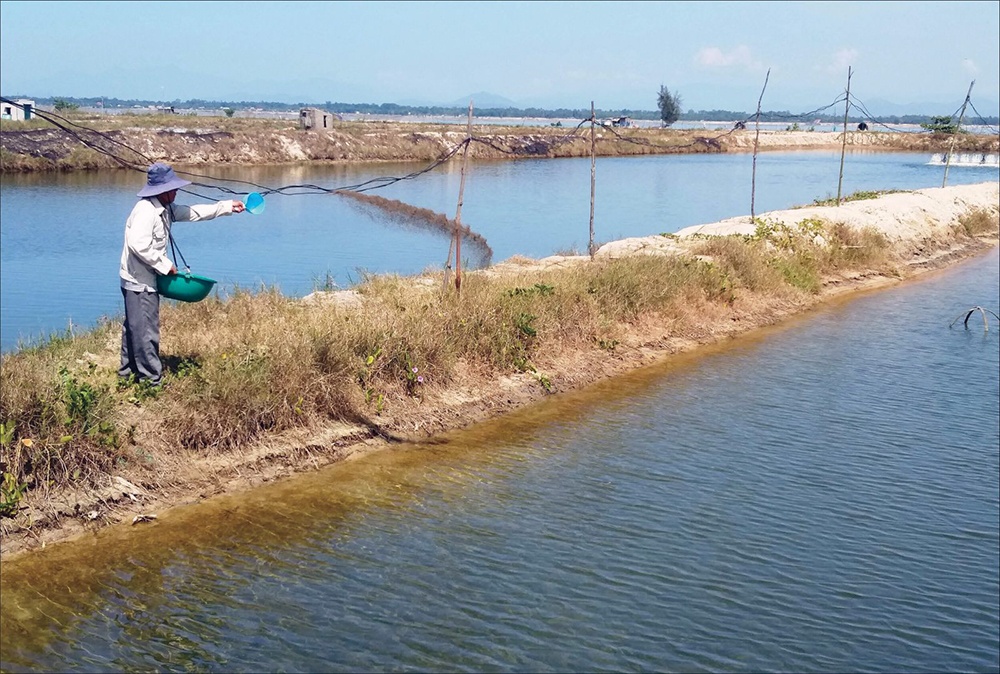 Hai nông dân nuôi cá dìa thu tiền tỷ