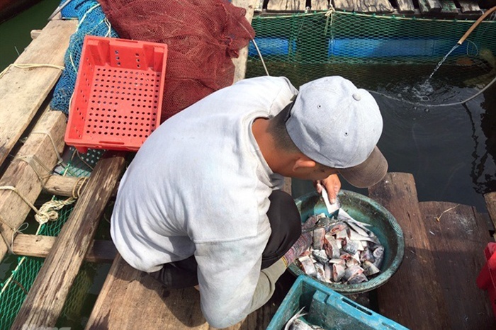 cá bớp, nuôi cá bớp, nghề nuôi cá bớp, nuôi cá