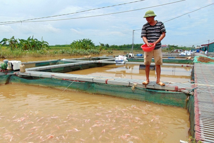 Những lưu ý khi chăm sóc cá lồng mùa nắng nóng và mưa bão