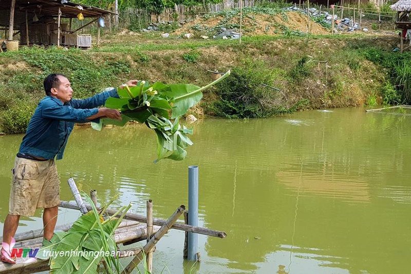 Mô hình nuôi cá nước ngọt ở miền núi Tương Dương