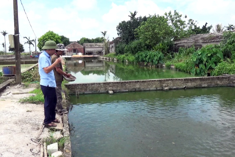 Thu nhập trên 1 tỷ đồng/ năm nhờ nuôi cá rô đồng