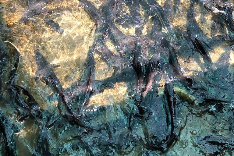 Lâm Đồng: Khuyến khích nuôi cá nước lạnh tại Đam Rông