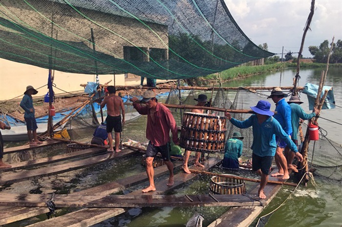 Nuôi cá tra theo công nghệ sinh học cho sản lượng cao