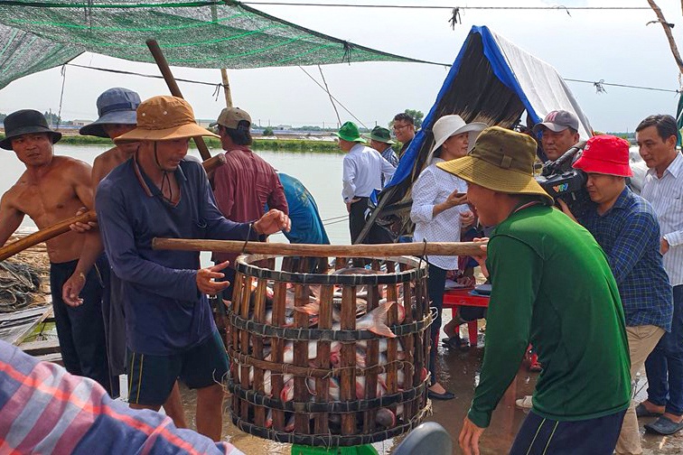 Nguồn cung dồi dào, nhu cầu thấp kéo giá cá tra sụt giảm