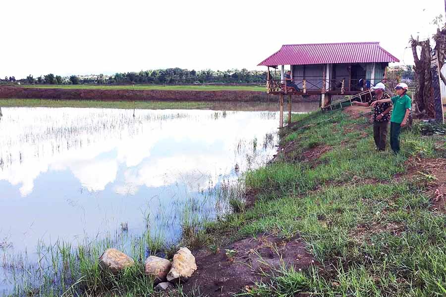Đak Đoa: Thu nhập khá nhờ nuôi cá trên ruộng lúa kém hiệu quả