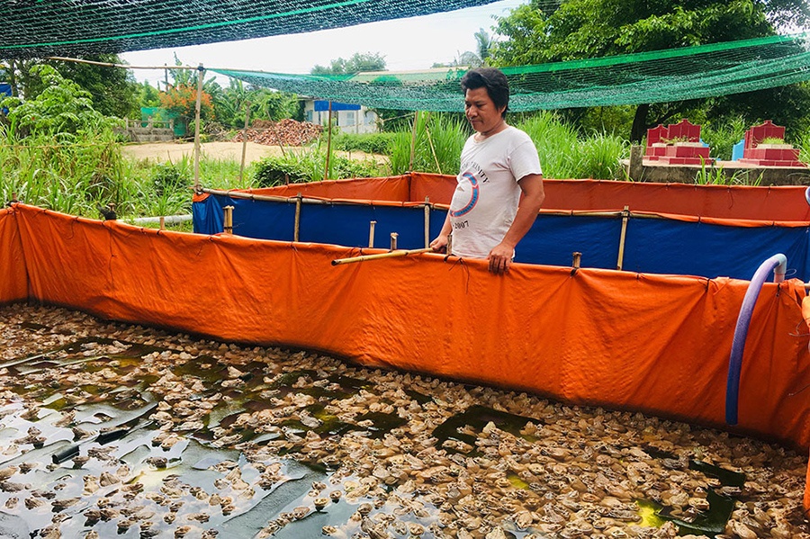 Giáo cụ Montessori  Mô hình vòng đời của ếch  Frog life cycle model   Dreams Montessori