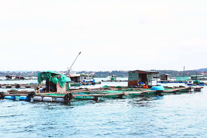 Nuôi trồng thủy sản Cam Ranh: Khó triển khai theo quy hoạch