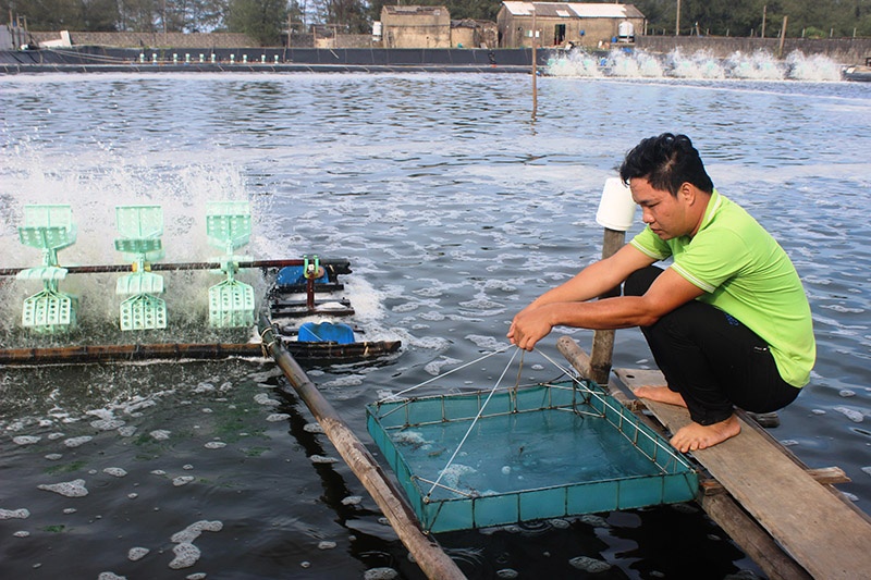 Người tiên phong “làm mới” con tôm ở Quảng Trị