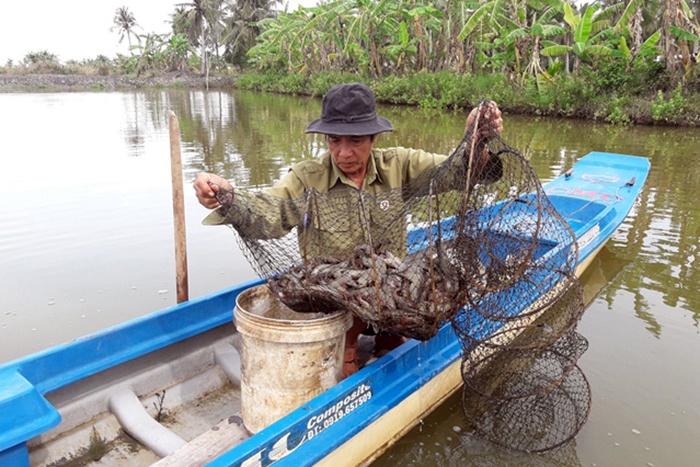 chiến binh làm giàu nhờ mô hình đa canh kết hợp