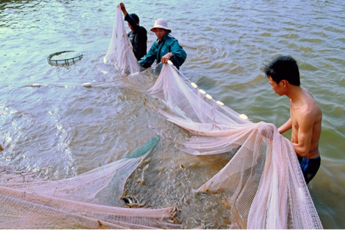 Một số mô hình nuôi tôm thẻ chân trắng hiệu quả ở Sóc Trăng