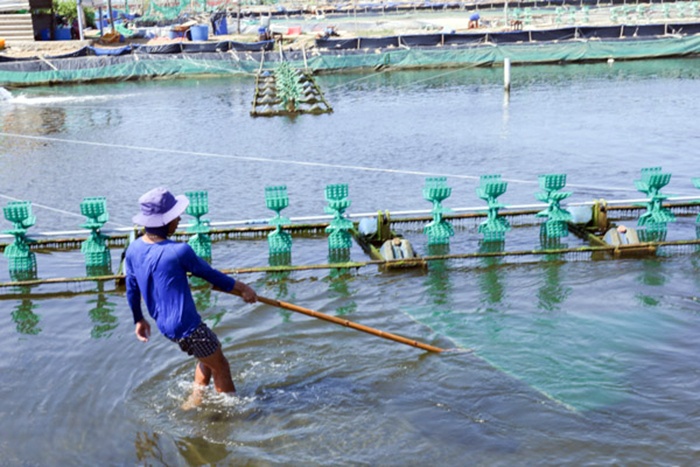 Thuận Nam đẩy mạnh phát triển nuôi trồng thủy sản