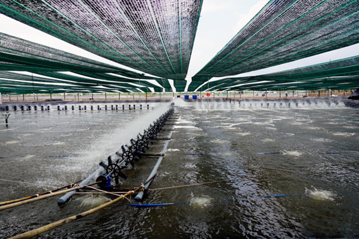 Giá tôm sẽ không còn giảm