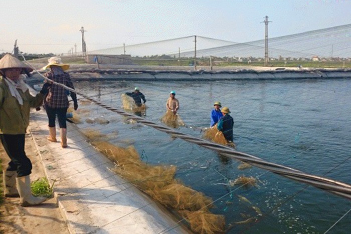 Thái Thụy: Sản lượng nuôi trồng thủy sản ước đạt 27.502 tấn