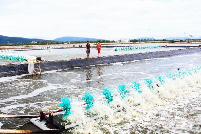 Thanh Hóa: Bảo vệ thủy sản nuôi trong điều kiện nắng nóng