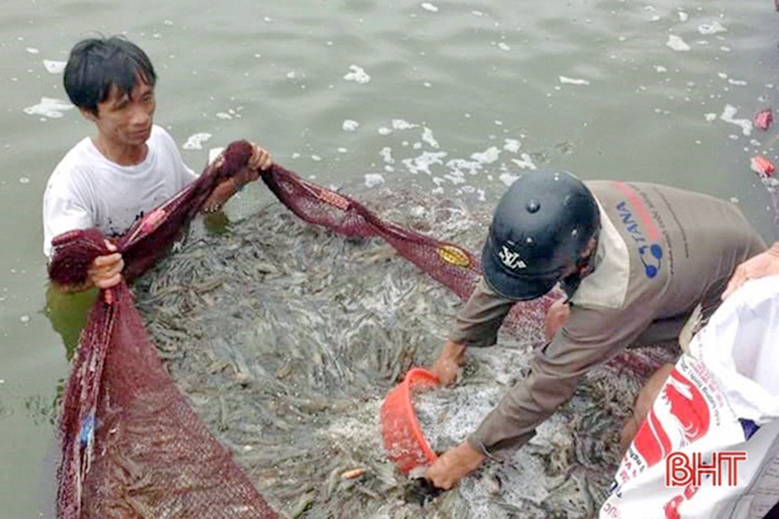 Hà Tĩnh: 20 ha nuôi tôm trên cát thu được 250 tấn tôm