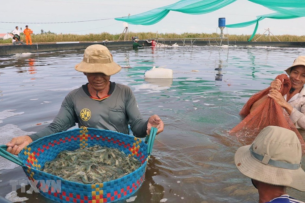 Giá tôm thẻ và tôm sú thương phẩm ở Trà Vinh tăng trở lại