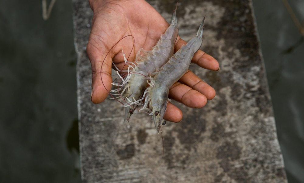 Tiêu chuẩn chứng nhận cần thiết trong nuôi tôm cá xuất khẩu