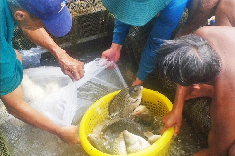 Hỗ trợ vốn nuôi cá chép giòn tại phường Tân Hạnh