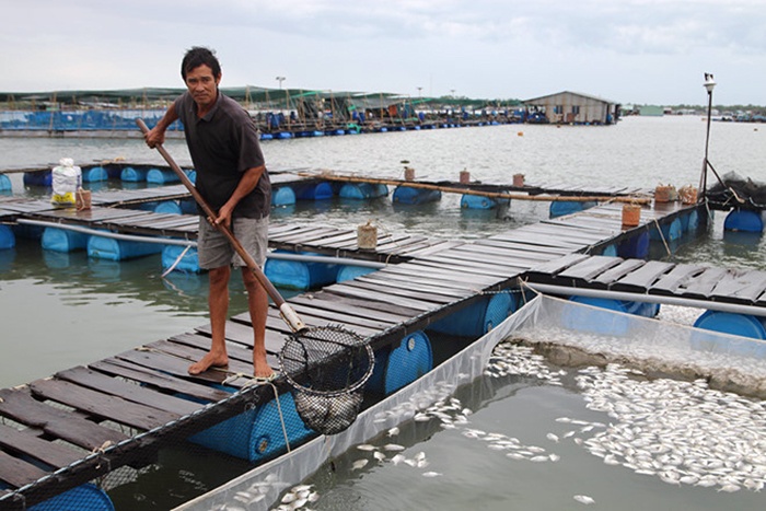 Cá chết hàng loạt trên sông Chà Và