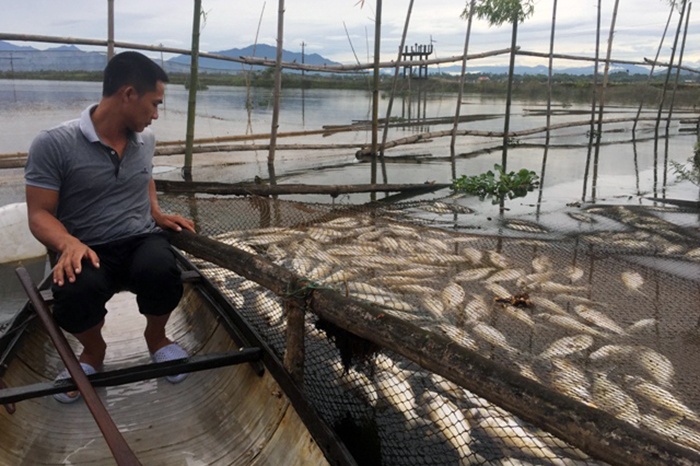 Gần 40 tấn cá lồng nuôi chết trên sông Đại Giang