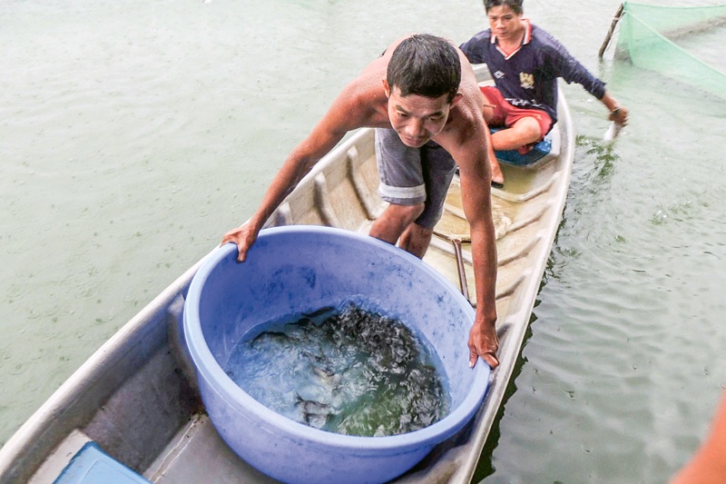 Cần Thơ: Cá giống khan hàng, giá tăng cao